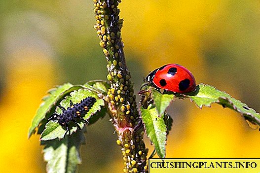 Ladybug ឬ beetle នៃ mary ព្រហ្មចារី។