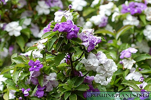 Бранфелсија - варијабилен цвет со миризлив мирис
