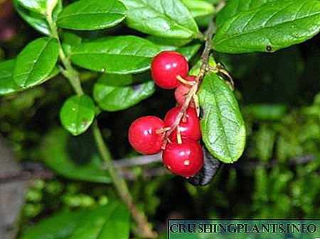 Lingonberry - Berry kaséhatan