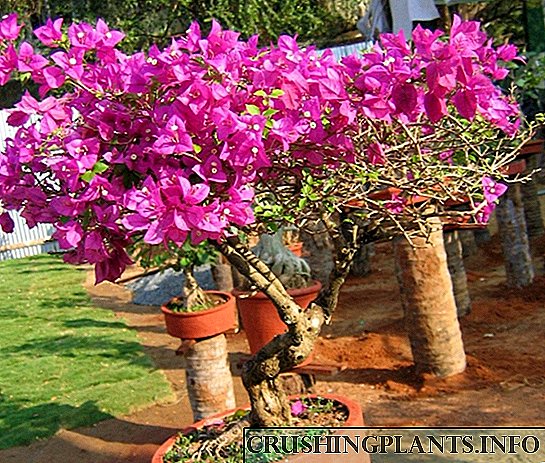 ಬೌಗೆನ್ವಿಲ್ಲಾ - ಬ್ರೆಜಿಲಿಯನ್ ಸೌಂದರ್ಯ