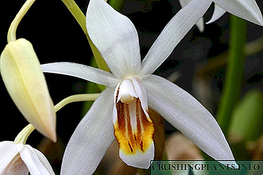 Tselogina - orkidej mingħajr kapriċċi