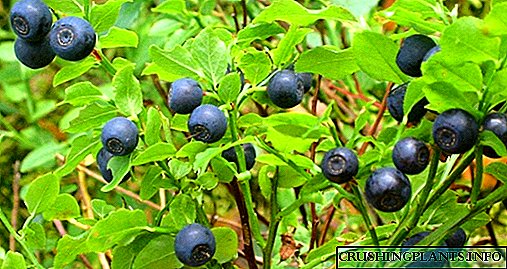 Blueberry - taybetmendiyên mezin û kêrhatî