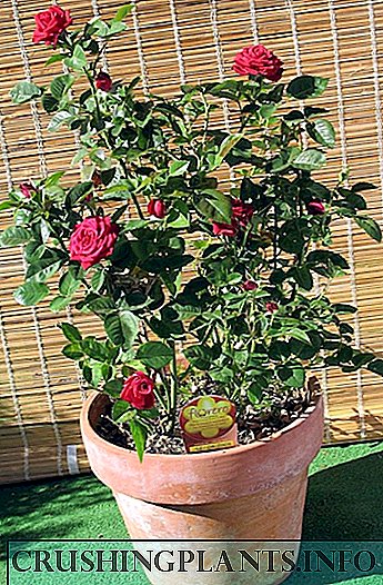 Ngakho ukuthi rose blooms