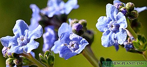 Tsinoglossum, ili Blackroot - plavi sjaj