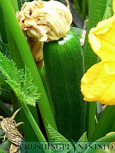 Color zucchini