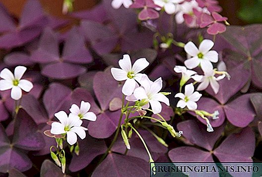Imbali Butterfly - Oxalis, noma Sour
