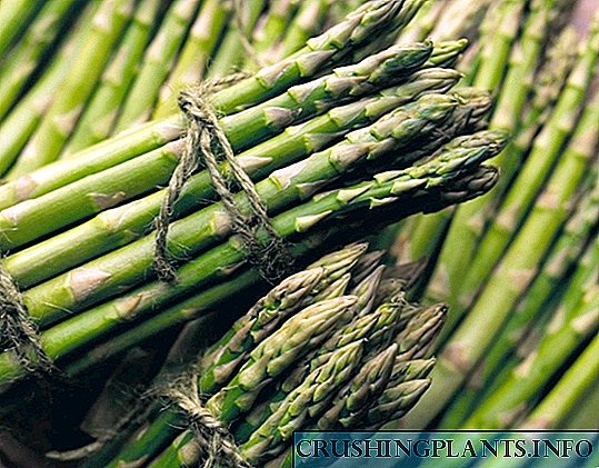 Elege asparagus ninu ọgba rẹ