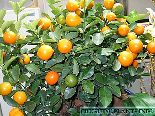 Tangerine krasan