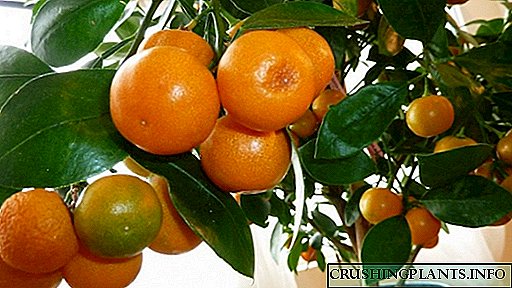 Tangerine ti ibilẹ lati Egungun: A si Z