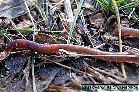 Earthworms - Plowmen zisizoonekana