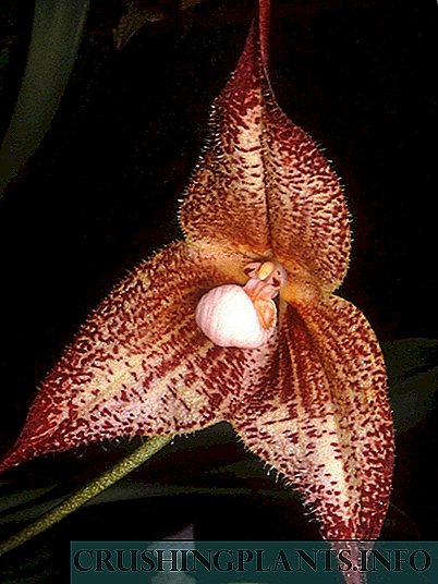 Дракула - қорқынышты әдемі орхидея