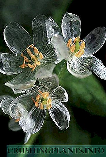 Fletë e dyfishtë - Lule transparente