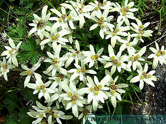Edelweiss - putih mulya