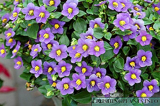 Exzakum - nakakabagabag na persian na lila