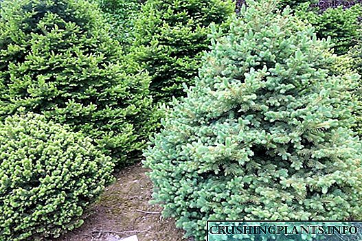 Spruce: Zorten, Varietéiten, Kultivatioun