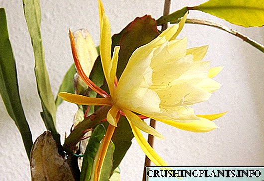 Epiphyllum - masamba obisika