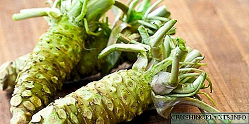 Eutrem yaponcha - "yapon horseradish" wasabi