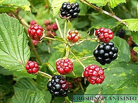 Blackberry, или мирисот на шумата