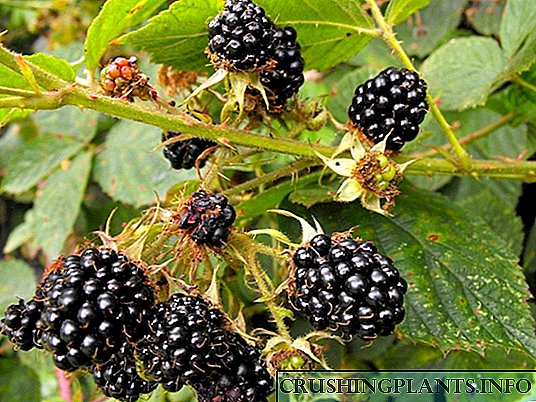BlackBerry - лековито растение во земјата