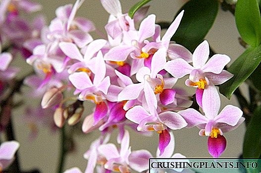 Phalaenopsis - npauj npaim nyob hauv koj lub tsev ....