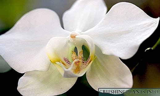 Phalaenopsis - aprivwaze nan "papiyon an"