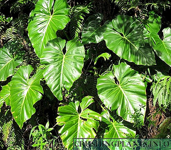 Philodendron: lianas pjuttost