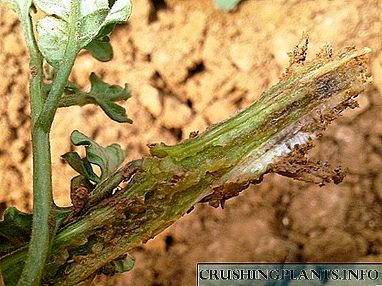 Fusarium: deixa de marchitar as plantas