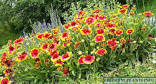Gaylardia - kolor nga daisy