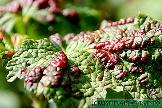 Currant အပေါ်သည်းခြေ aphids