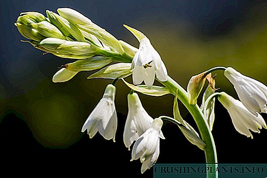 Galton - Promontorium hyacinthinas in cubiculum crescente