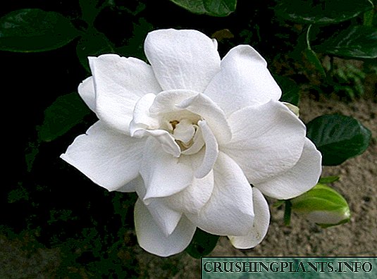 Gardenia, kpakpando na-esi ísì ụtọ