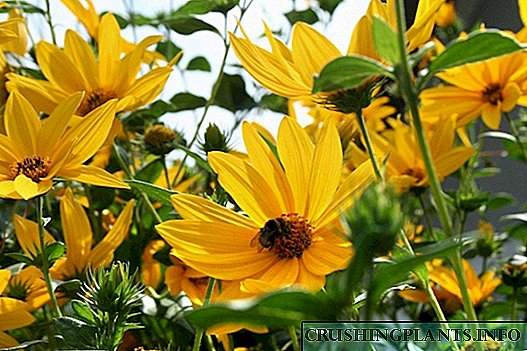 Heliopsis - پھول باغ میں سورج