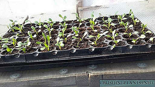 Seed dahlias
