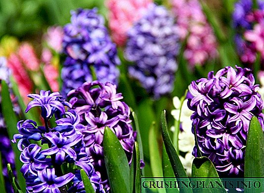 Hyacinth - bláth báistí