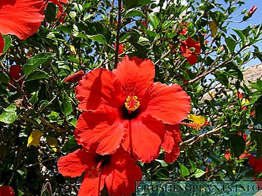 Hibiscus - kínverska rósin