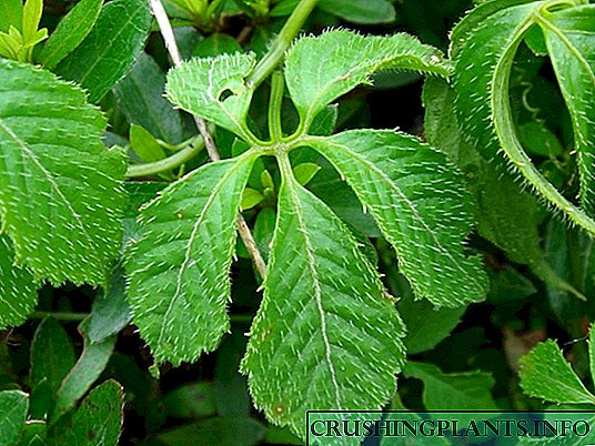 ژنیوستمی پنج برگ - گیاه جاودانگی در باغ شما