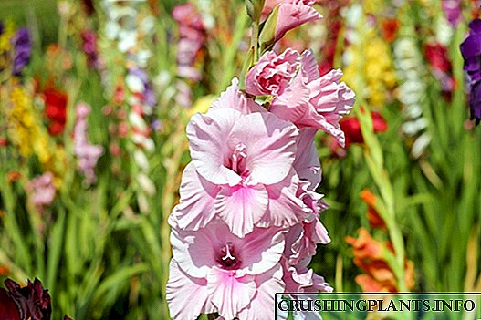Gladiolus - fjura tax-xabla