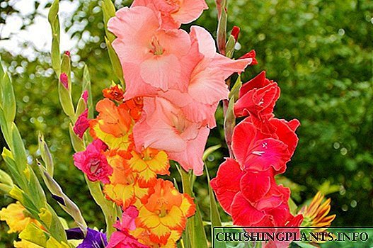 Gladiolus - "hari sa bulak sa kama"