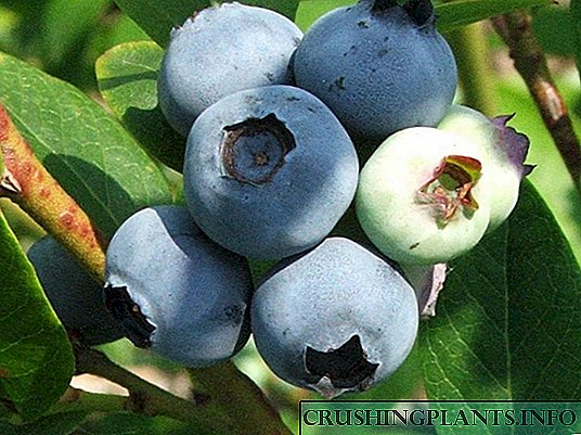 Dhuwur blueberries
