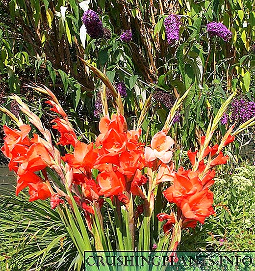 Kburi sabiħ - gladiolus