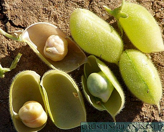 Kacang polong - sifat migunani lan budidaya