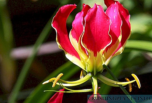 "ქამელეონი" გლორიოსის ყვავილი