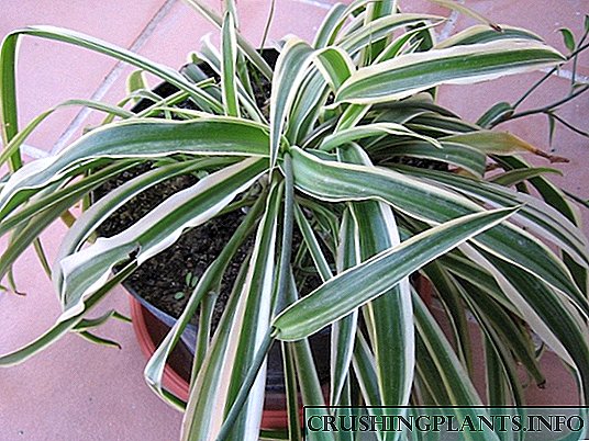 Chlorophytum - a houseplant sit in omni domo illius