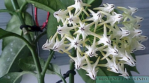 Hoya - куш inflorescence