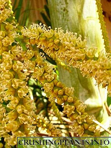 Chrysalidocarpus бол алтан жимс юм