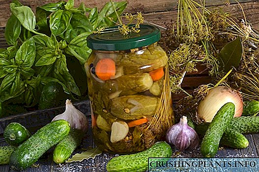 Ang crispy pickled pipino para sa taglamig