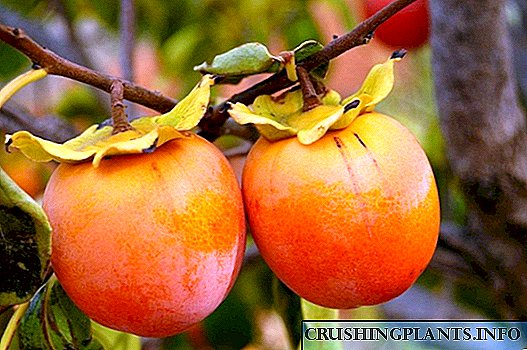 Persimmon - цэцэрлэгт бурханлаг гал