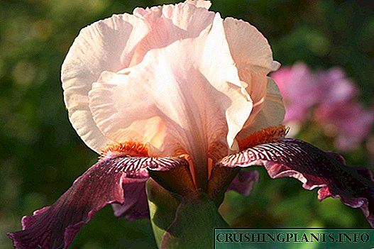 Iris - Ekialdeko miraria