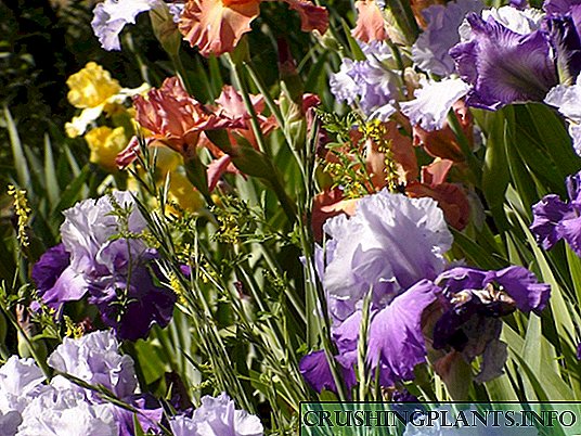 Irises yn yr ardd - dosbarthu a defnyddio wrth ddylunio