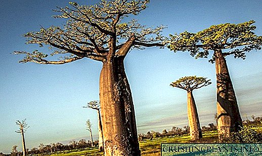 Giant savanna - baobab